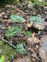Hexastylis shuttleworthii