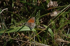 Coenonympha pamphilus