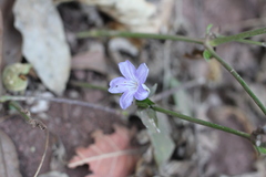 Ruellia erythropus