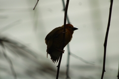 Ploceus castaneiceps
