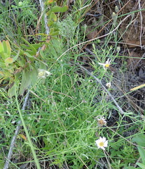 Athrixia heterophylla heterophylla
