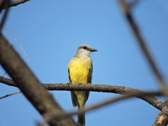 Tyrannus melancholicus