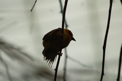 Ploceus castaneiceps