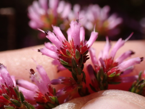 Image of Erica dispar by (c) Ren Hoekstra, some rights reserved (CC BY)
