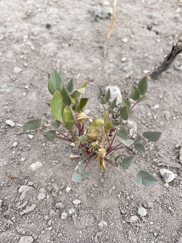 Image of Astragalus iselyi by (c) Matt Berger, some rights reserved (CC BY)