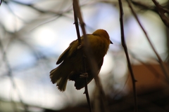 Ploceus castaneiceps