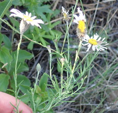 Athrixia heterophylla heterophylla