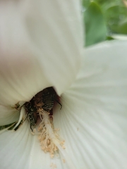 Melitoma taurea
