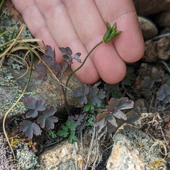 Aquilegia saximontana