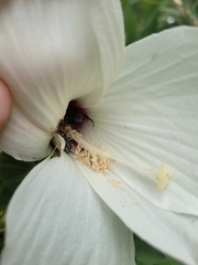 Melitoma taurea