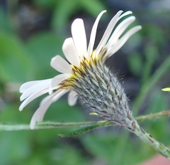 Athrixia heterophylla heterophylla