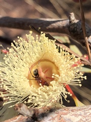 Eucalyptus socialis
