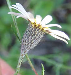 Athrixia heterophylla heterophylla