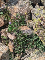 Aquilegia saximontana