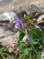 Aquilegia saximontana
