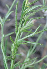 Athrixia heterophylla heterophylla