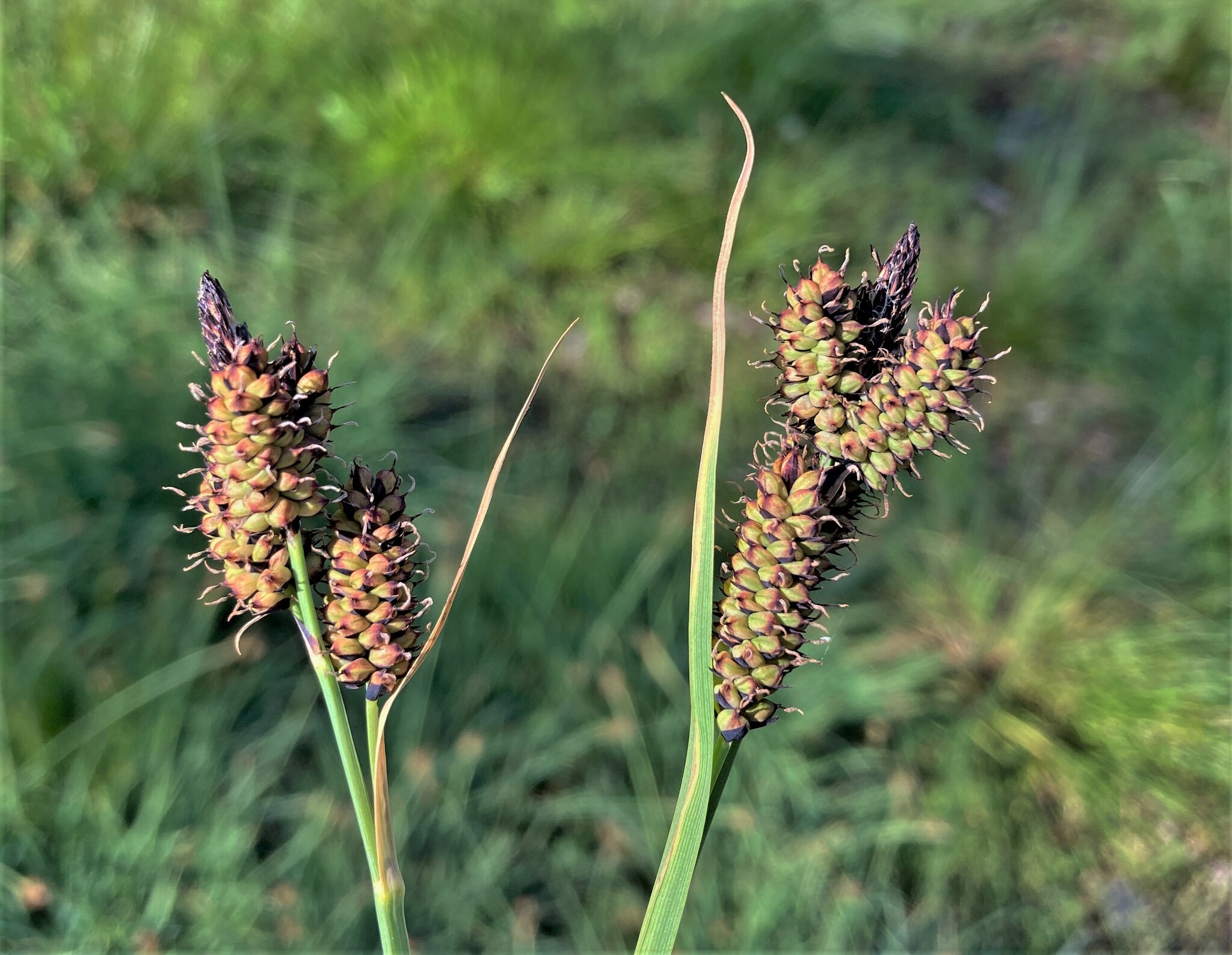 Carex raynoldsii