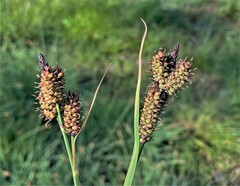 Carex raynoldsii