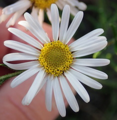 Athrixia heterophylla heterophylla
