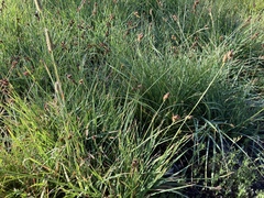 Carex raynoldsii