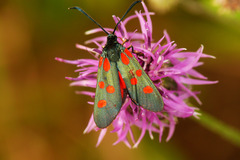 Zygaena angelicae