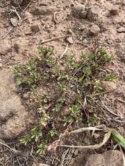 Penstemon crandallii