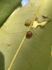 Caryomyia deflexipili