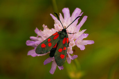 Zygaena angelicae