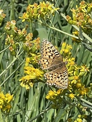 Speyeria callippe nevadensis