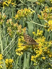 Speyeria callippe nevadensis