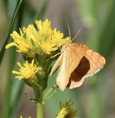 Macaria brunneata