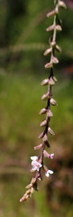 Verbena scabra