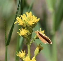 Macaria brunneata