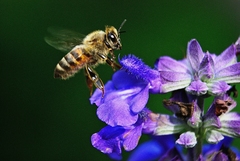 Apis mellifera