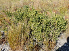 Aspalathus securifolia