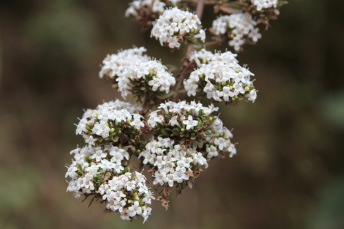 Image of Clinopodium bolivianum by (c) Romi Galeota Lencina, some rights reserved (CC BY)
