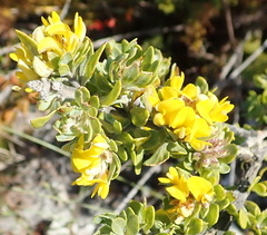 Aspalathus securifolia
