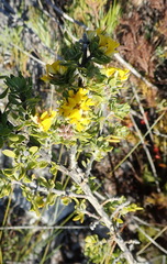 Aspalathus securifolia