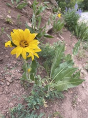 Wyethia arizonica