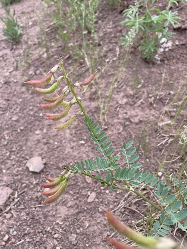 Image of Astragalus scopulorum by (c) Matt Berger, some rights reserved (CC BY)