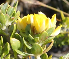Aspalathus securifolia