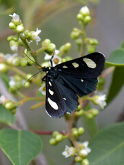 Alypiodes flavilinguis