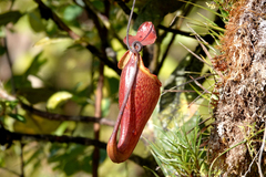 Nepenthes maxima
