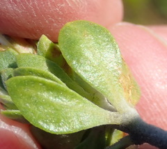 Aspalathus securifolia