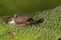 Crematogaster lineolata