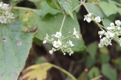 Rubus imperialis