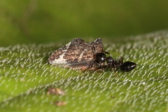 Crematogaster lineolata