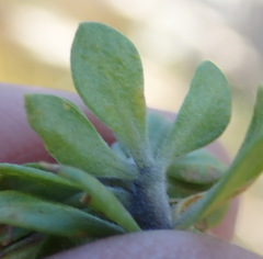 Aspalathus securifolia