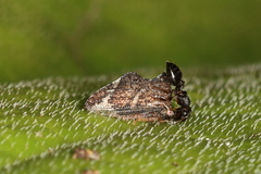 Crematogaster lineolata