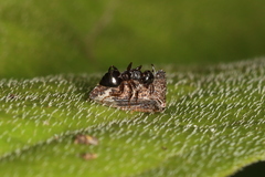 Crematogaster lineolata